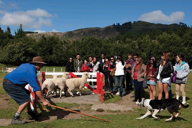Agrodome Farm Experience Including Farm Show and Farm Tour - Rotorua - Customer Reviews and Pricing