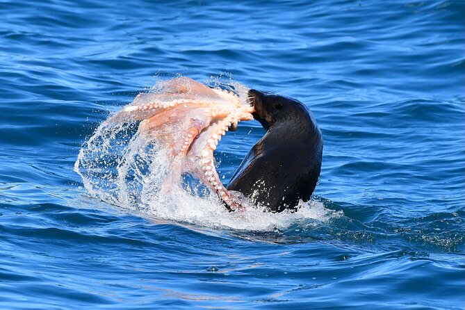 Akaroa Wildlife Cruise - Customer Support and Assistance