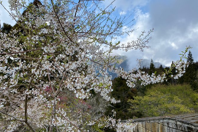 Alishan Culture and Ecology -One Day Tour - Booking Information