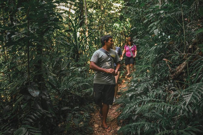 All-Day Tour of Daintree Rainforest With Aboriginal Guide (Mar ) - Last Words