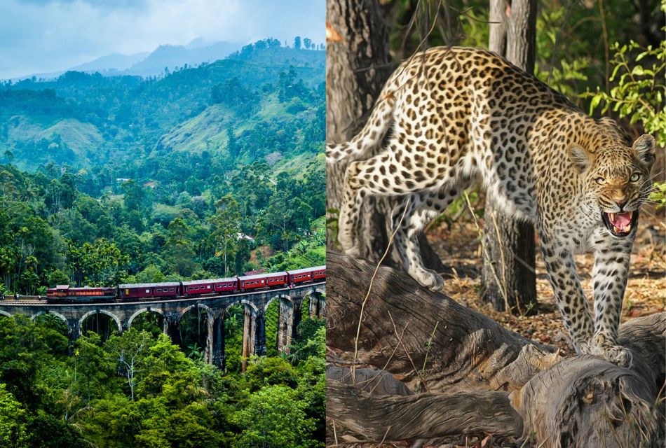 All Inclusive Ella Scenic Train Journey With Yala Safari - Yala Safari Details