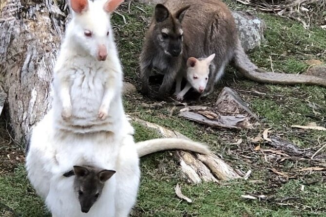 All Inclusive Private Bruny Island Discovery Tour - Reviews and Testimonials