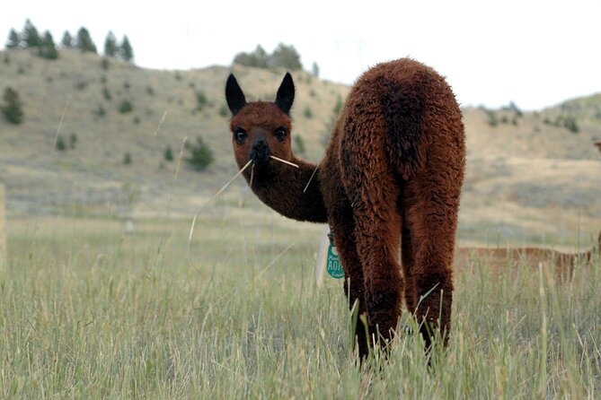 Alpaca and Llama Farm Tour - Common questions