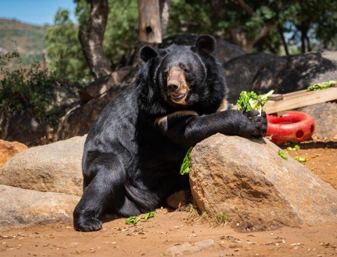 Alpine: Lions Tigers & Bears Sanctuary Visit and Feeding - Logistics and Meeting Information