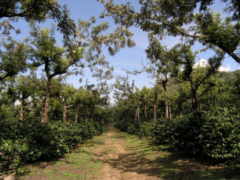 Antigua Sip 'n Cycle Half-Day Bike Ride and Coffee Tour - Participant Information and Meeting Point