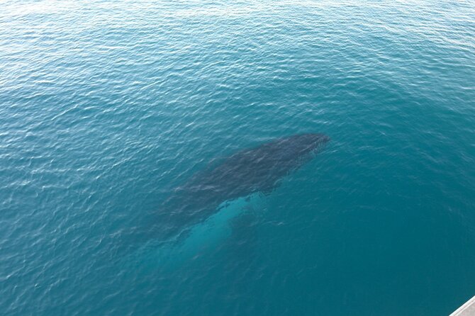 AOC Whale Watching From Broome - General Information