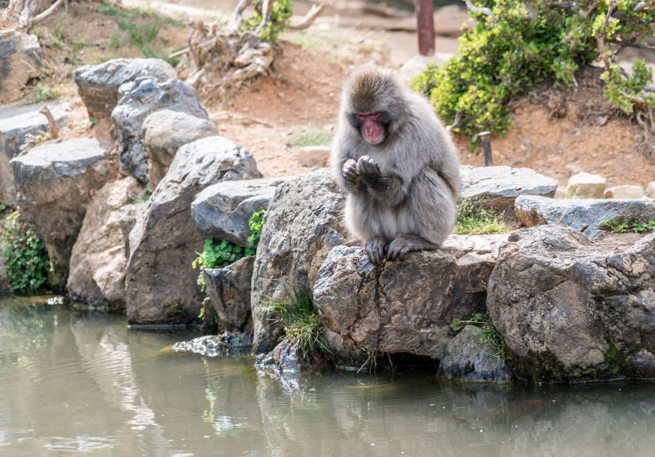 Arashiyama Kyoto: Bamboo Forest, Monkey Park & Secrets - Additional Tour Information