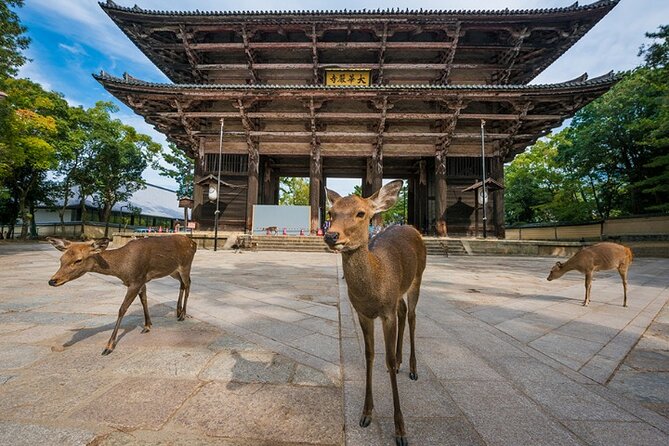 Arashiyama & Yasaka Shrine & Nara & Todaiji Day Trip From Osaka - Last Words