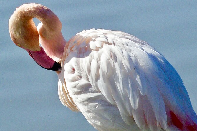 Arles and Camargue Small-Group Half-Day Tour From Avignon - Common questions