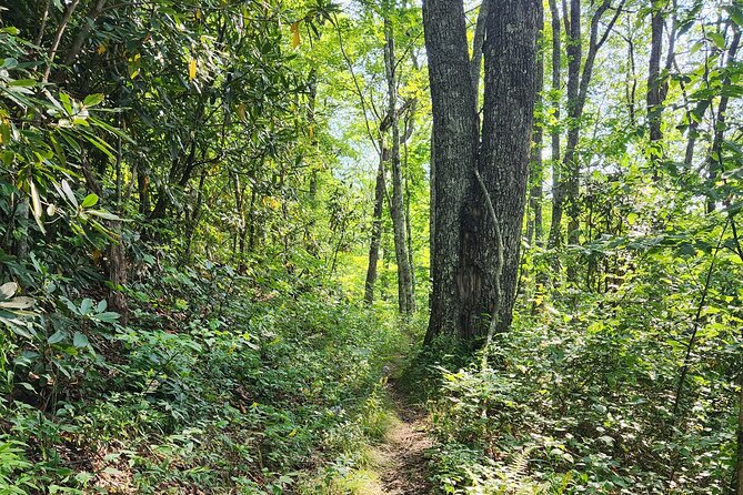 Asheville: Private Half-Day Hike (Mar ) - Common questions