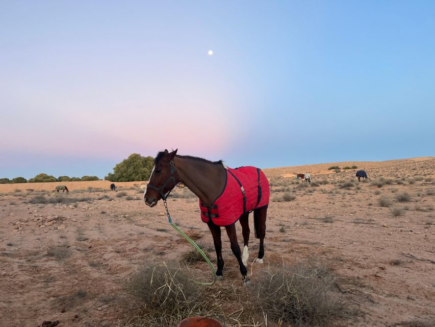 Authentic Tozeur on Horseback With Private Transfer - Additional Information