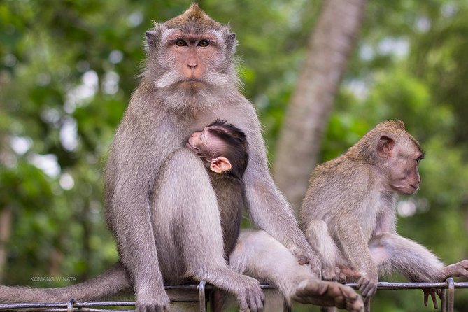 Bali ATV Through Tunnel, Jungle, Waterfall and Monkey Forest Tour - Booking Information