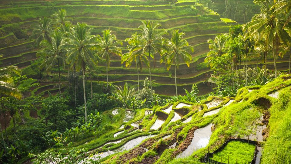 Bali: Leke-Leke Waterfall, Monkey Forest & Jungle Swing Tour - Common questions