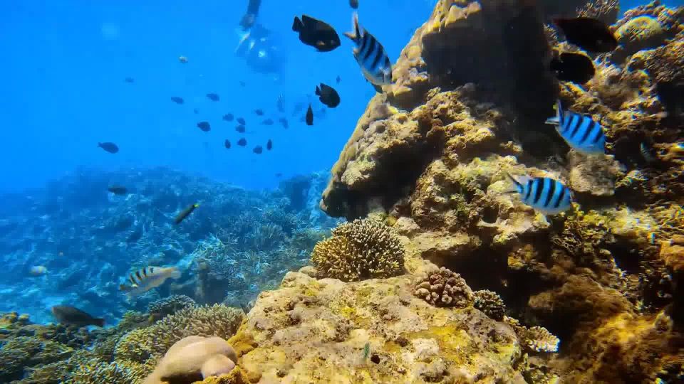 Bali: Private Snorkeling To Blue Lagoon And Tanjung Jepun - Safety Measures