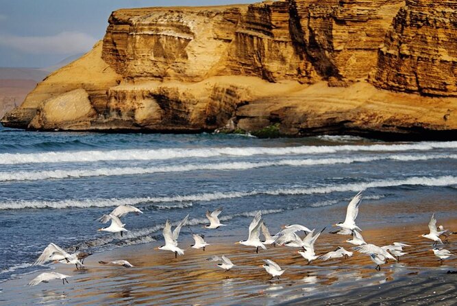 Ballestas Islands & National Reserve of Paracas From Ica - Directions and Meeting Points