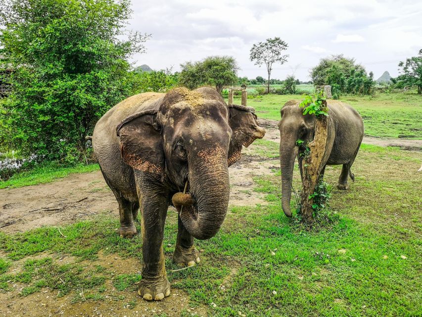 Bangkok: Elephant Sanctuary Visit & SUP on the River Kwai - Directions for Your Adventure