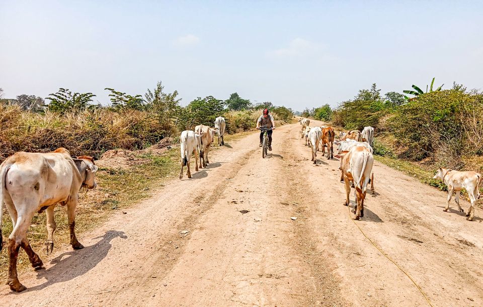 Battambang: Full-Day Countryside Cycling Tour With Lunch - Common questions