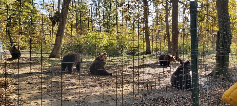 Bear Sanctuary-Bran Castle-Rasnov Fortress From Brasov - Guide Review