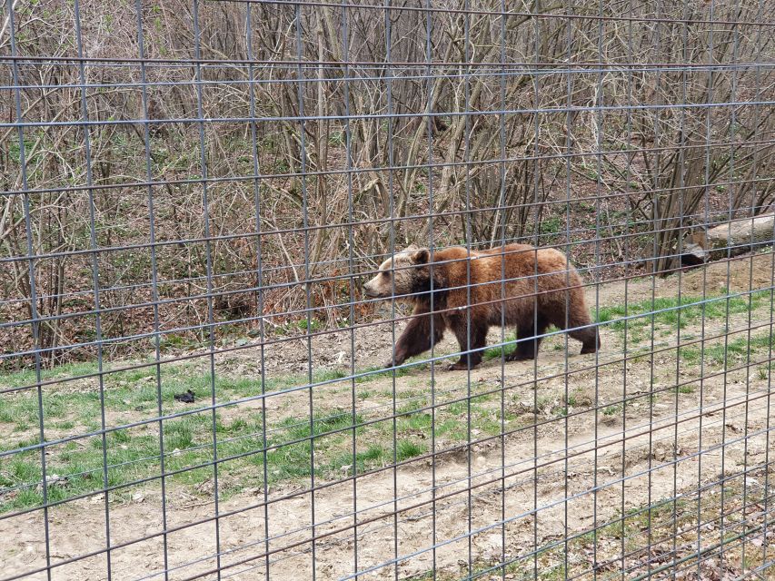 Bears Sanctuary, Bran Castle and Brasov City - Private Tour - Customer Review