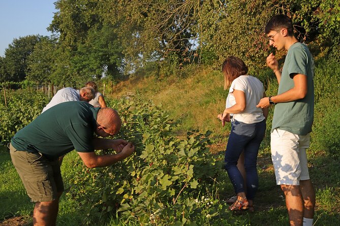 Beekeeping Farm Tour and Tasting Experience in Lazise - Directions