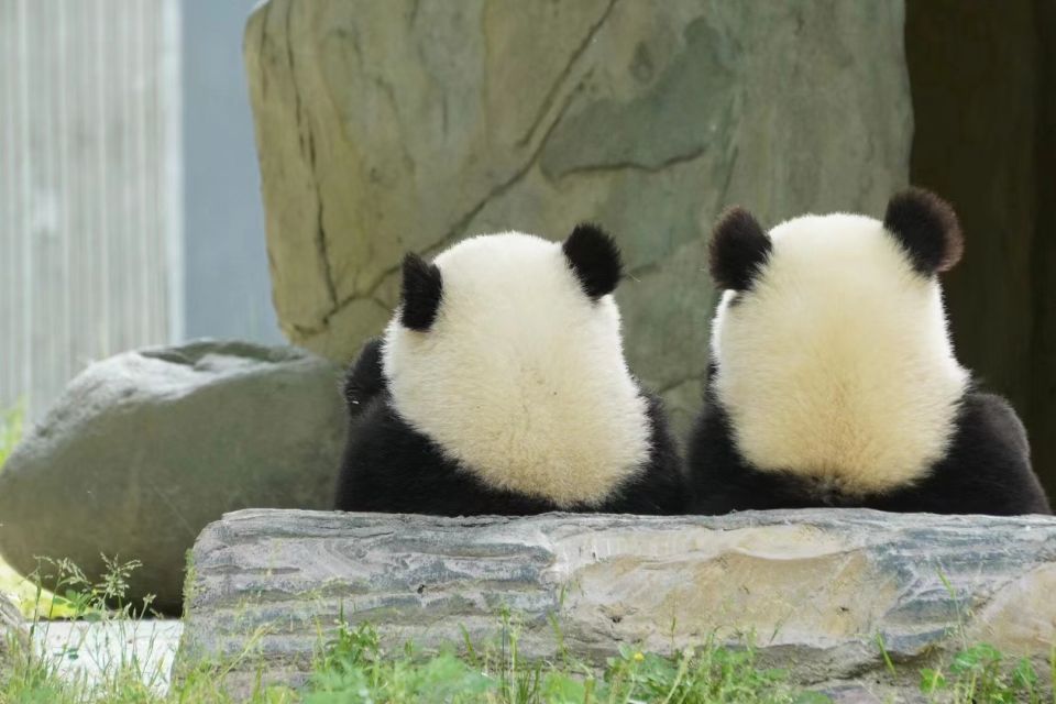 Beijing: Chengdu Day Trip With Giant Panda and Leshan Buddha - Additional Information