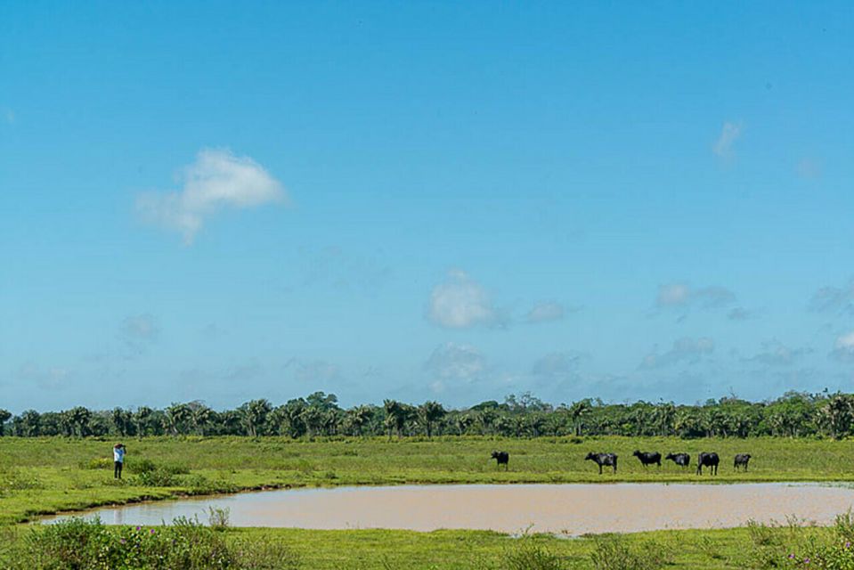 Belém: Marajó Island Day Trip With Buffalo Farm Visit - Salvaterra Trip Details