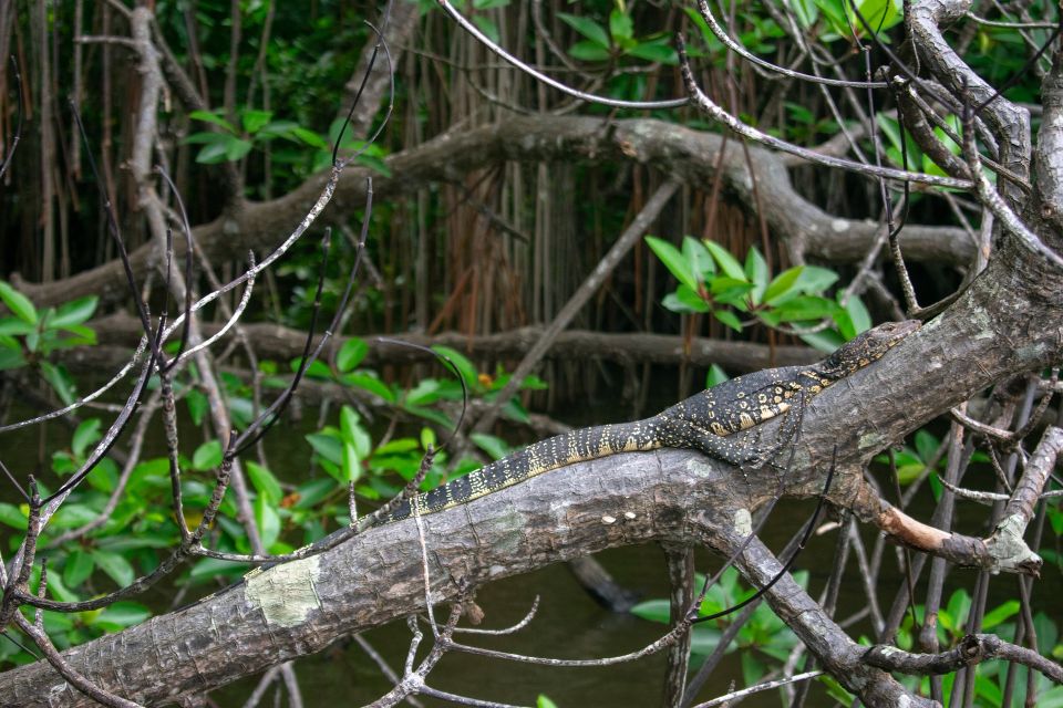 Bentota Beach, River Mangroves Lagoon, Wildlife Tour - Booking Information