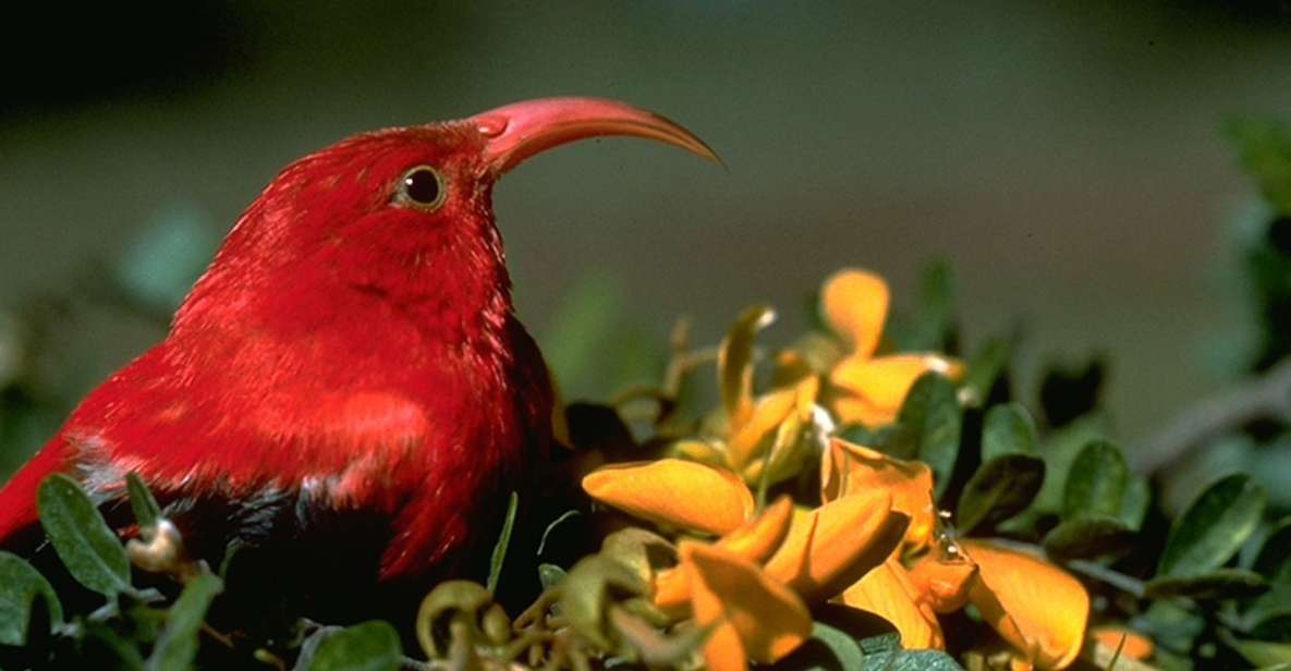 Big Island: Native Bird Watching & Hiking Tour - Itinerary