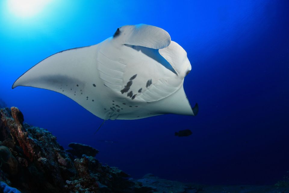 Big Island: Snorkel With Manta Rays - Manta Guarantee - Common questions