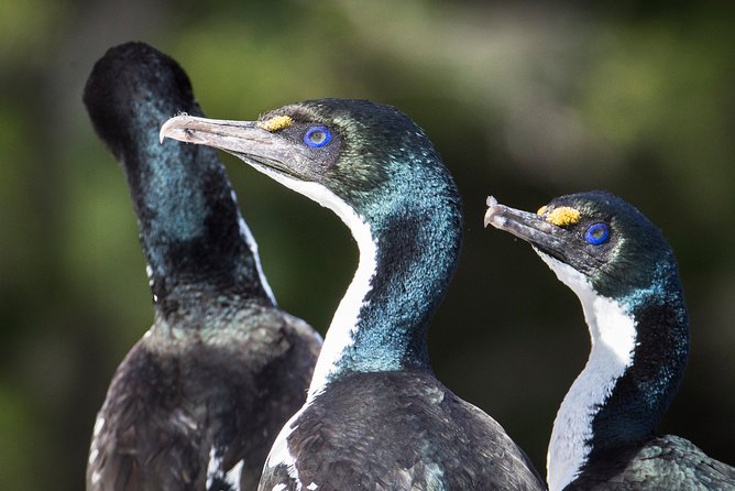 Bird Watching and Dolphin Eco-Tour From Picton - Additional Details