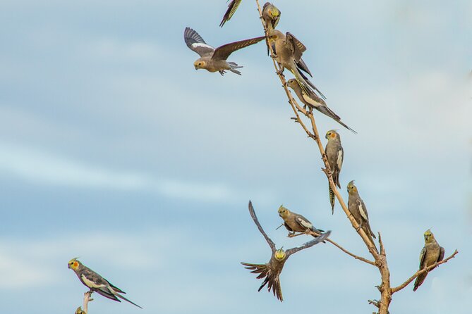 Birds of the Pilbara: Guided Birdwatching Walk, Roebourne  - Karratha - Customer Reviews and Ratings