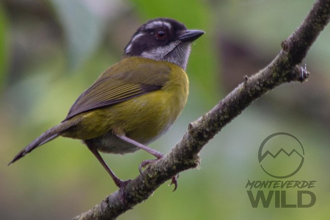 Birdwatching Tour at the Cloud Forest -Monteverde Wild- - Common questions