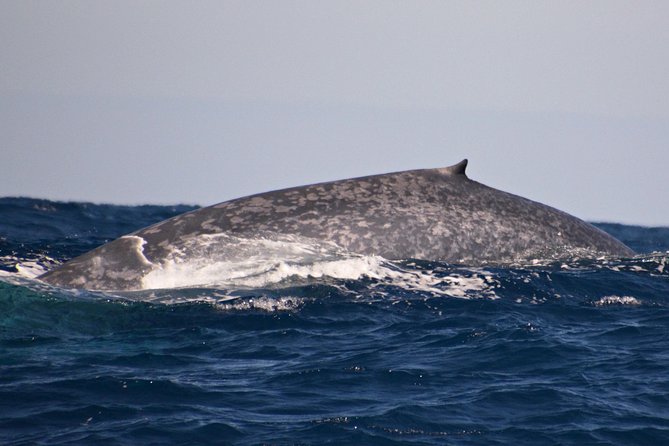 Blue Whale Perth Canyon Expedition - Traveler Experience Details