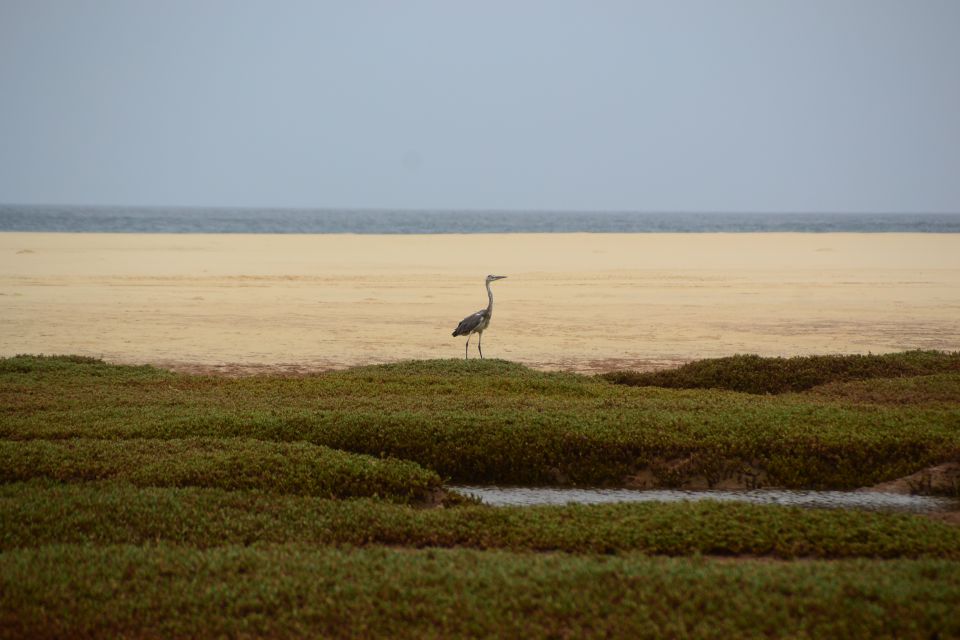 Boa Vista: Bird Watch Expedition in Natural Environment - Tour Guide Expertise