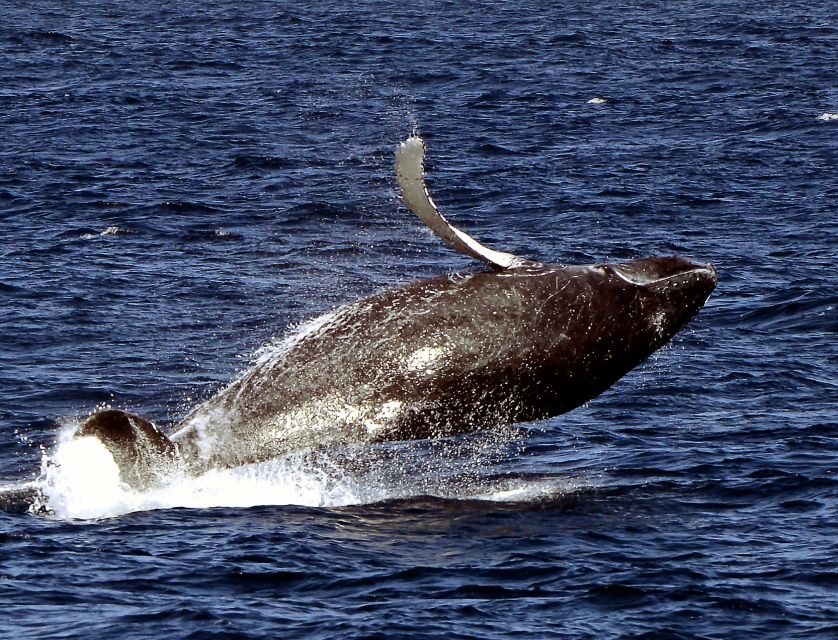 Boa Vista: Half-Day Whale Watching Tour - Last Words