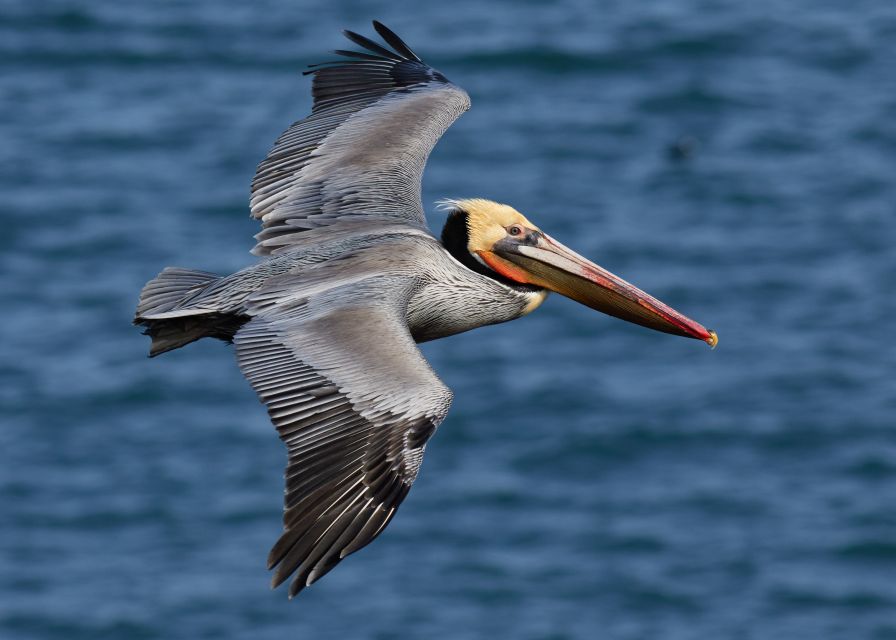 Boca Chica : Los Haitises Guided Hike and Kayaking - Departure Details