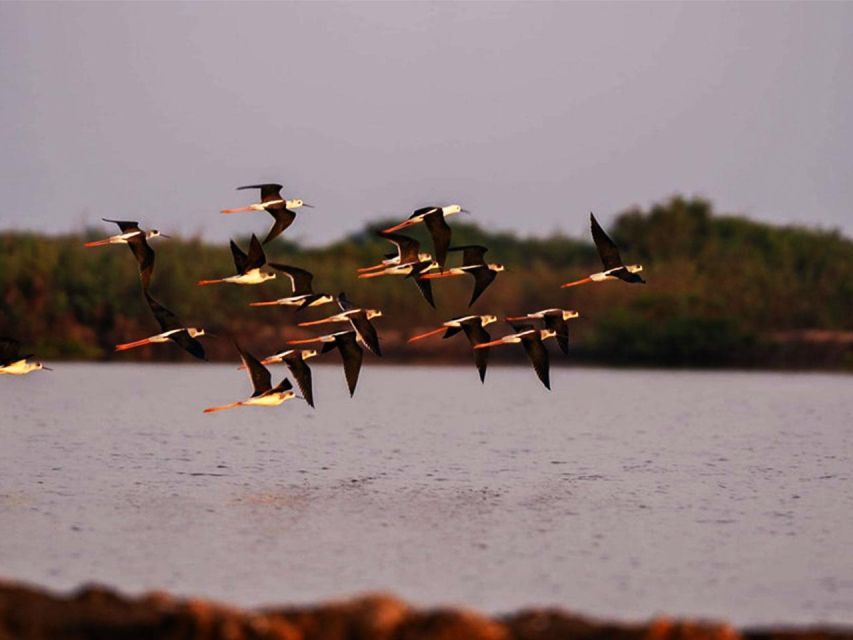 Boeng Peariang Bird Sanctuary in Siem Reap - Participant Selection and Important Information