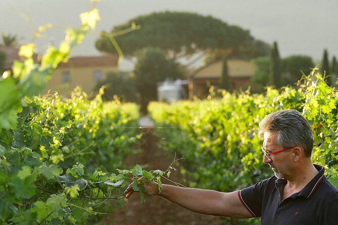 Bolgheri: Premium Wine Tasting With Winery Tour - Cancellation Policy