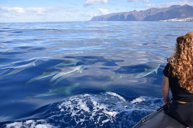 Bonadea II Ecological Whale Watching, 2 Hours - Directions and Recommendations