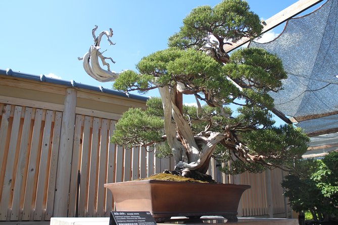 Bonsai Museum & Bonsai Experience - Bonsai Lesson Insights