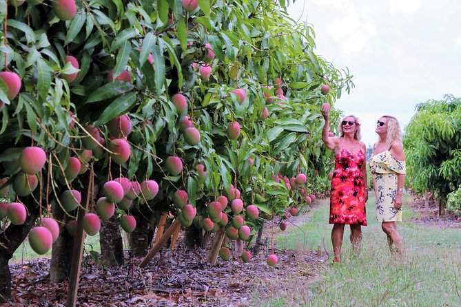 Boutique Atherton Tablelands Small-Group Food and Wine Tasting Tour From Cairns - Guide Appreciation