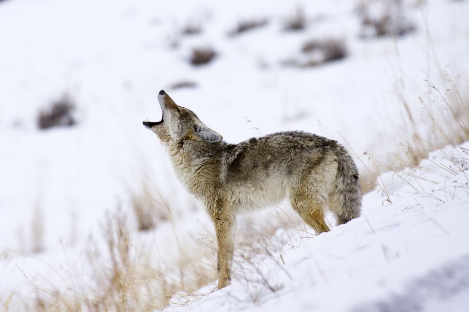 Bozeman: Yellowstone Wolves and Winter 4Day/3Night Adventure - Accommodation Details