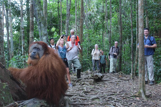 Bukit Lawang Full Day Jungle Trek - Reviews and Feedback From Travelers