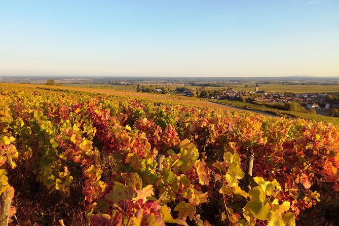 Burgundy Small-Group Wine-Tasting Tour From Beaune (Mar ) - Customer Reviews