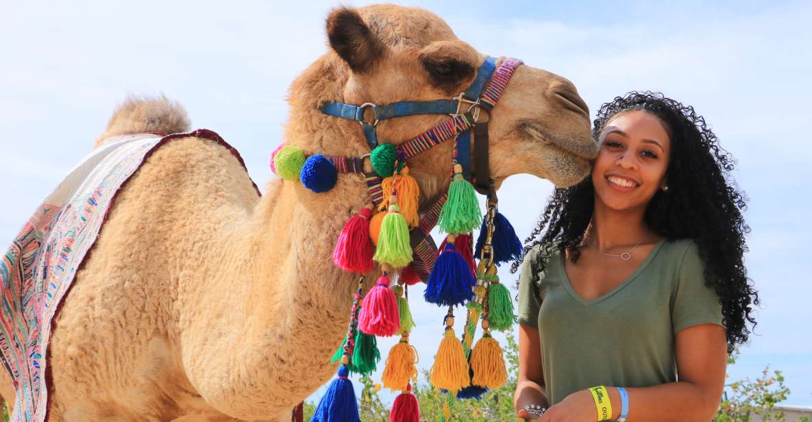 Cabo San Lucas: Half-day Guided Camel Safari Tour - Last Words