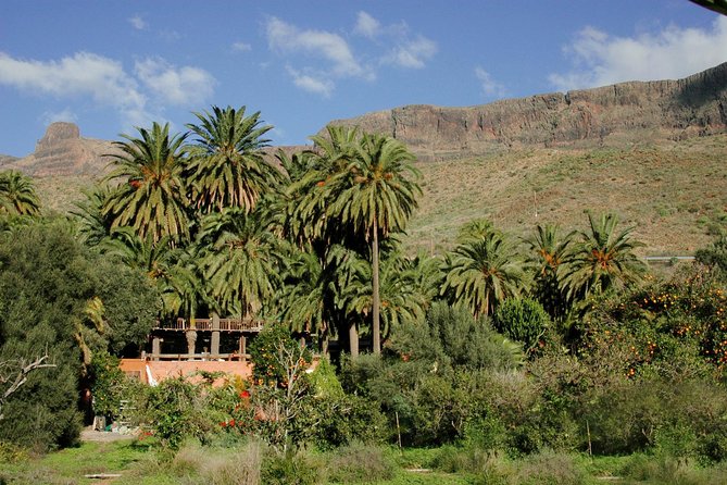 Camel Ride in Fataga With Tapas and Drinks - Logistics and Participant Guidelines