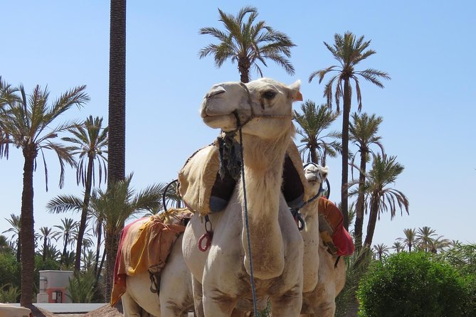Camel Ride & Quad Biking Half Day in Marrakech - Common questions