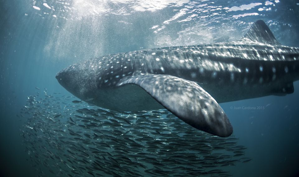 Cancun or Riviera Maya: Whale Shark Tour & Playa Norte Beach - Common questions