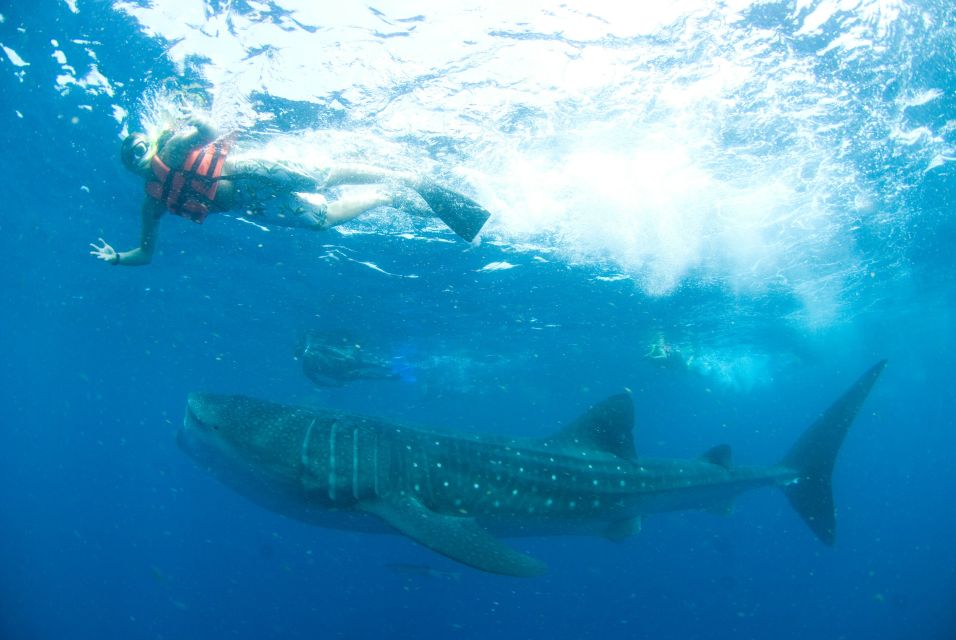 Cancún: Swim With Whale Sharks - Additional Information