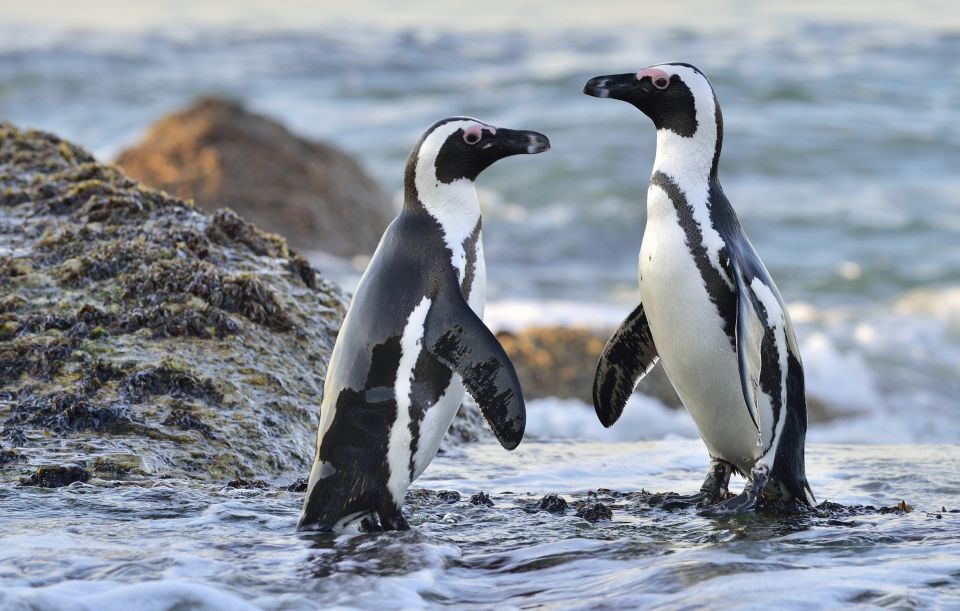 Cape Town: Gansbaai Eco-Friendly Shark Cage Diving Cruise - Common questions